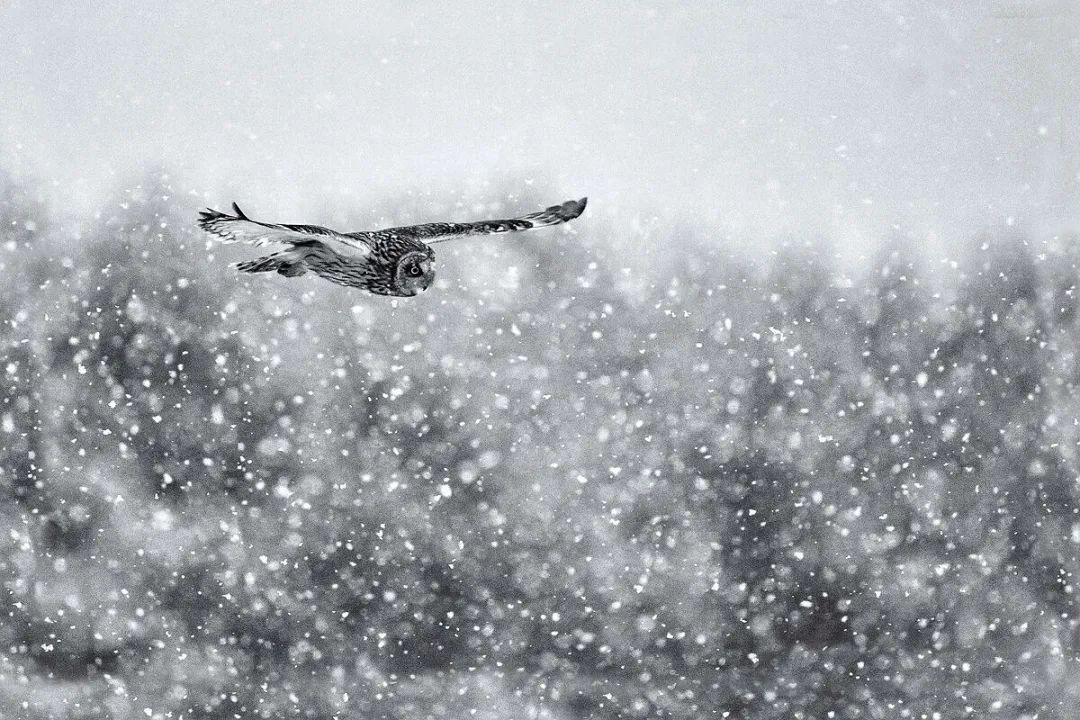 关于雪的诗词有哪些（赞美雪景的十首古诗词赏析）