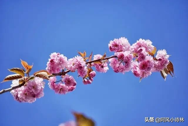 关于春天的现代诗简短（描写春天的现代短诗）