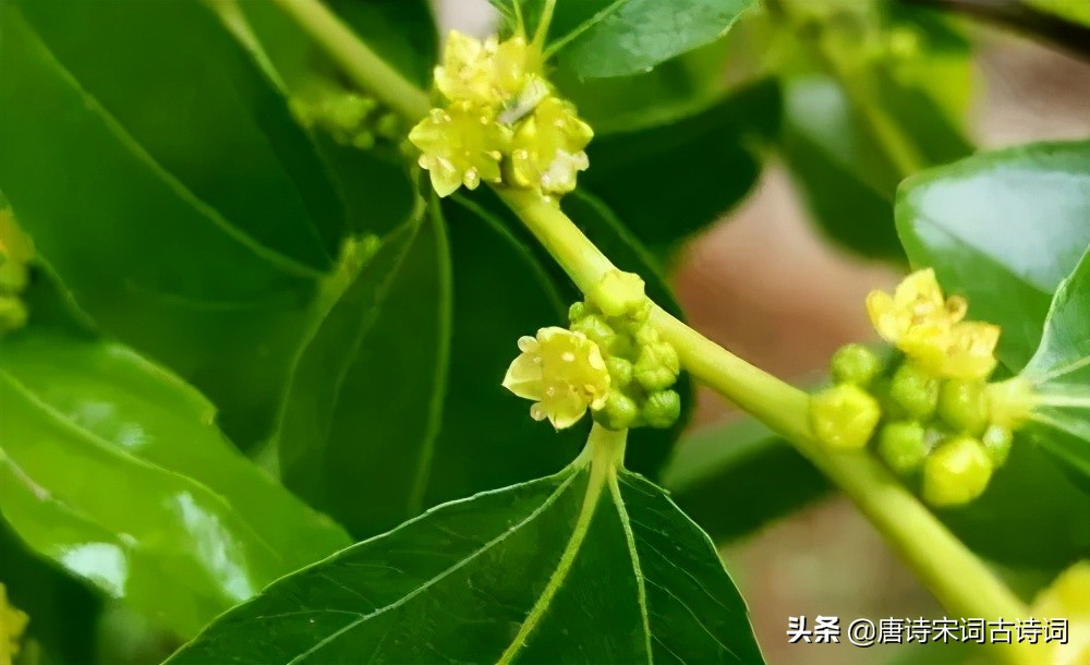 形容花香的诗句有哪些（赞美花香的唯美诗句赏析）