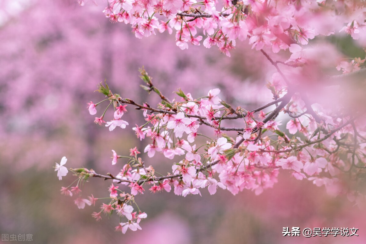 赞美春天诗句（描写春天的优美短句）