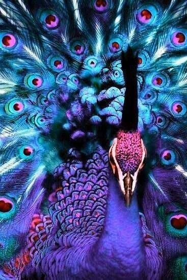 描写孔雀的经典诗句有哪些（赞美孔雀的9首唯美诗词）