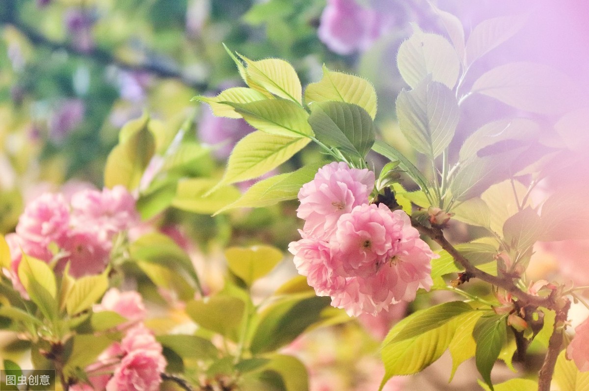小学叶绍翁的诗有哪些（叶绍翁最出名的15首古诗）