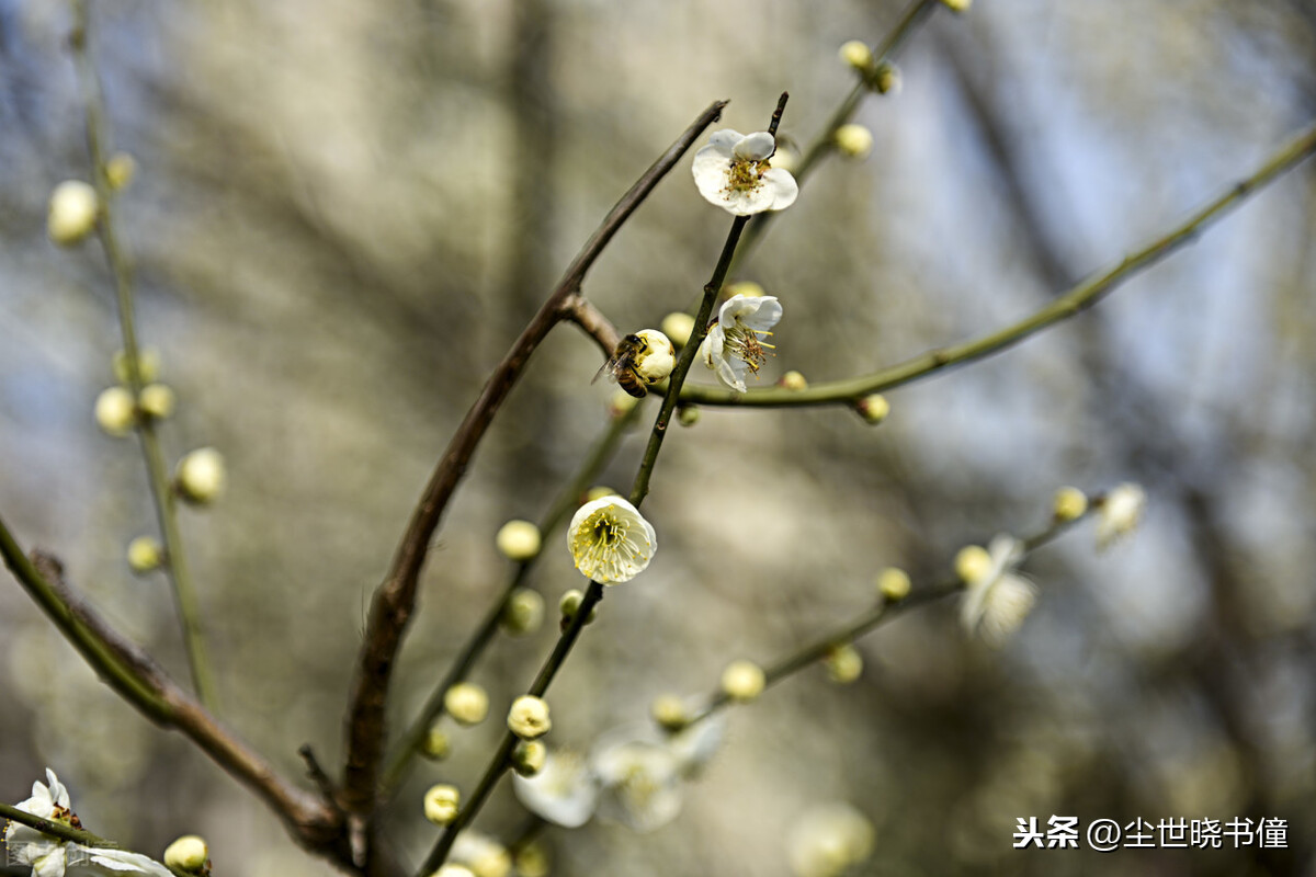 早春古诗白玉蟾的诗（白玉蟾诗词全集）