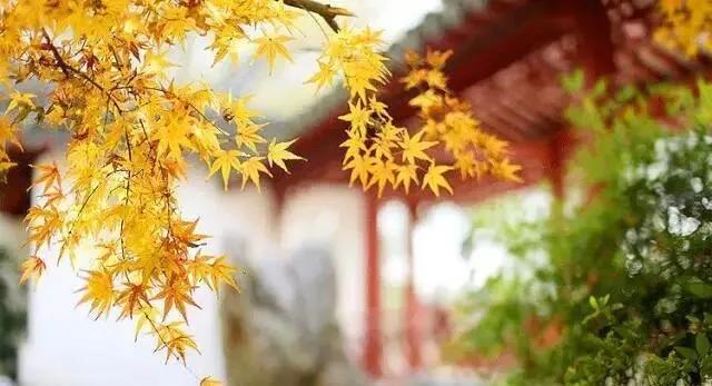 唐代诗人杜甫有哪些诗（唐代诗人杜甫介绍）
