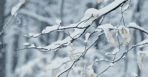 关于雪的诗词有哪些（赞美雪景的十首古诗词赏析）