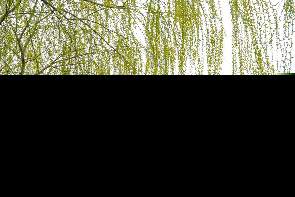 二月春风似剪刀全诗是什么（唐代贺知章的咏柳古诗赏析）
