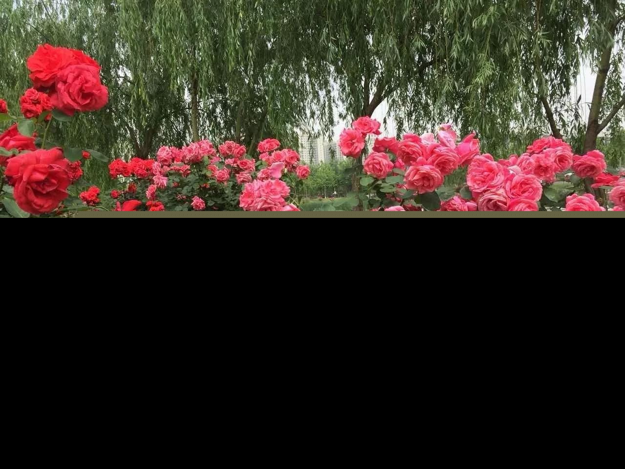 林清玄最有名的散文（林清玄美文经典分享）