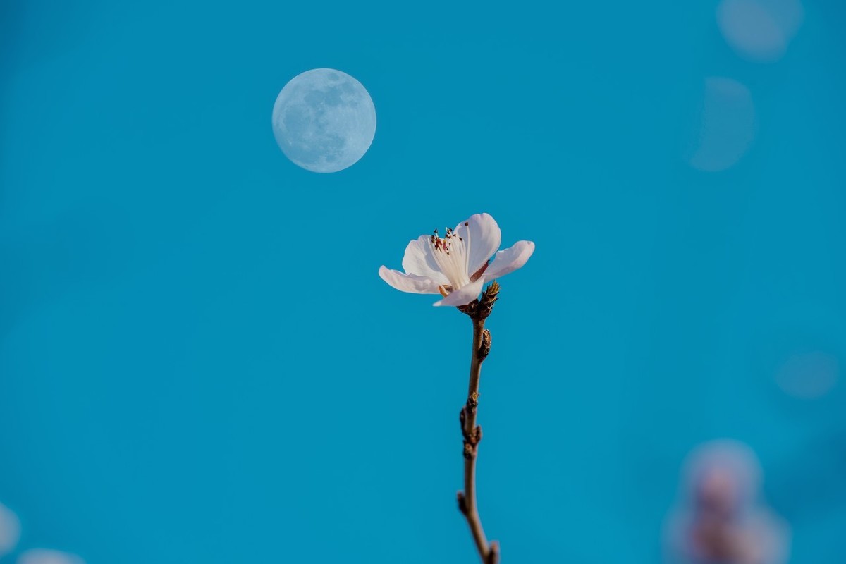 关于春的诗句飞花令（100句最美春天古诗词）