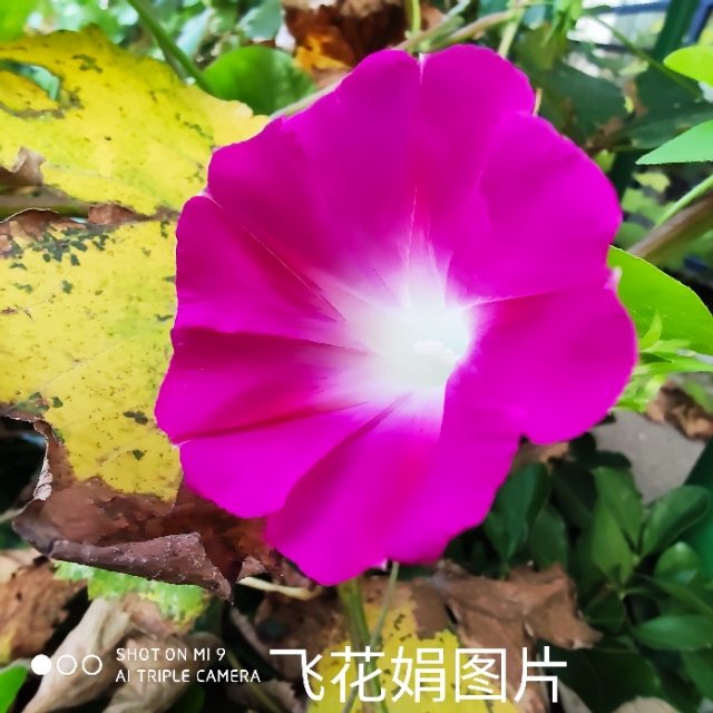 描写牵牛花的诗句有哪些（赞美喇叭花的3首古诗）