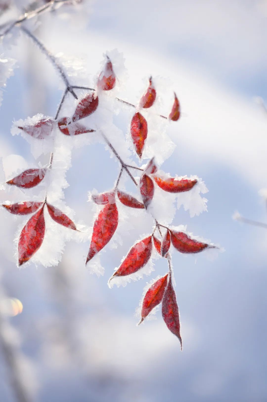 描写雪景的诗句有哪些（关于描写雪的诗句）