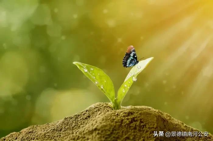 写春的诗句有哪些（有关于写春天的古诗）