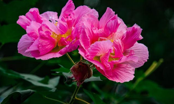 关于芙蓉的诗句古诗（芙蓉花最有名的诗句）