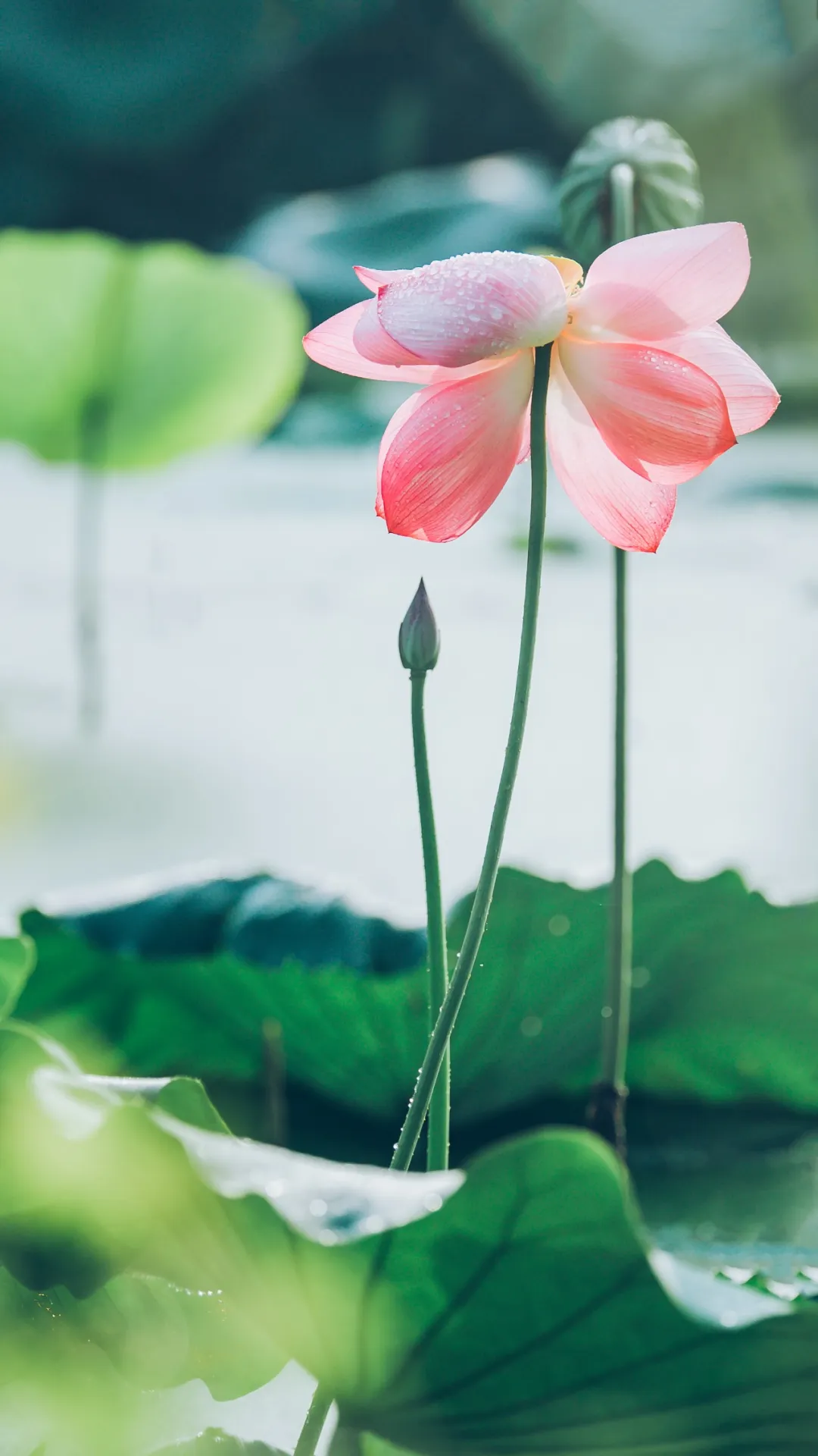 关于荷花的诗句古诗（莲花最有禅意的句子）