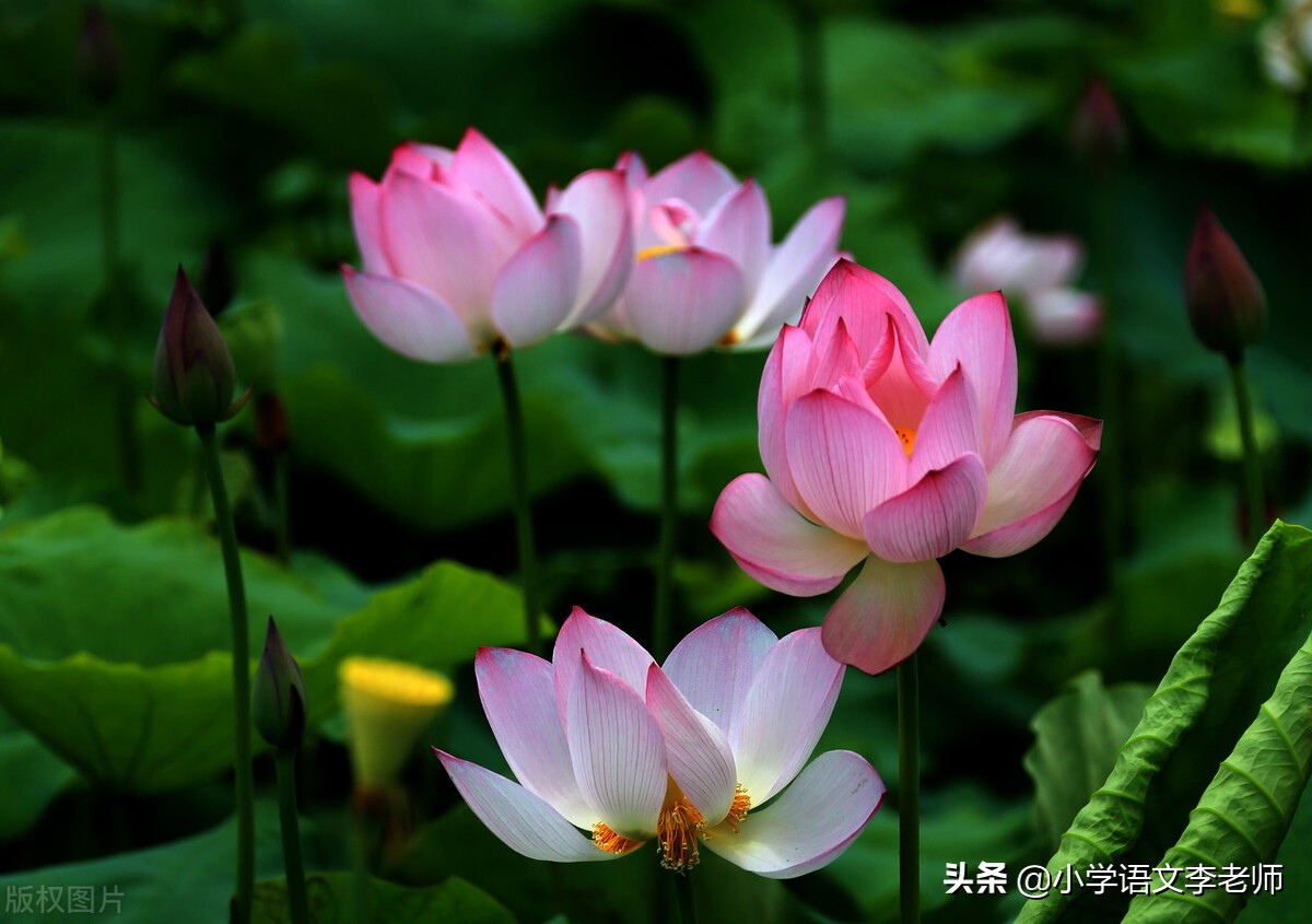 描写夏天的诗句大全（关于春夏秋冬的诗句）