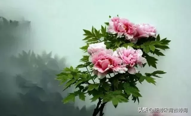 描写牡丹花的优美句子（描写洋牡丹的优美句子）