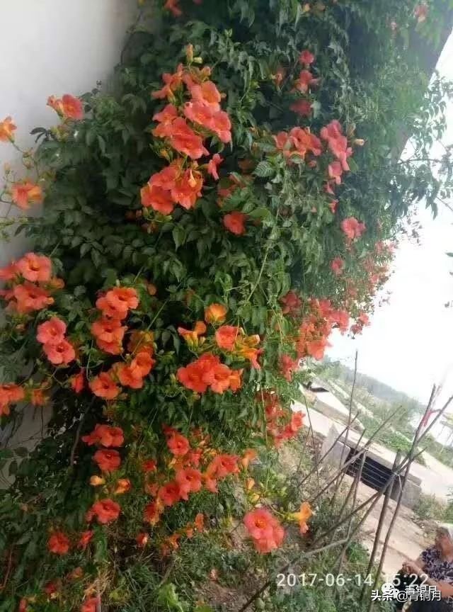 林清玄最有名的散文（林清玄美文经典分享）