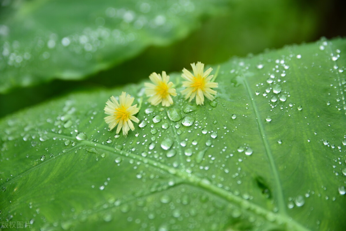 描写秋雨的文章有哪些（表达下雨天心情低落的情绪）
