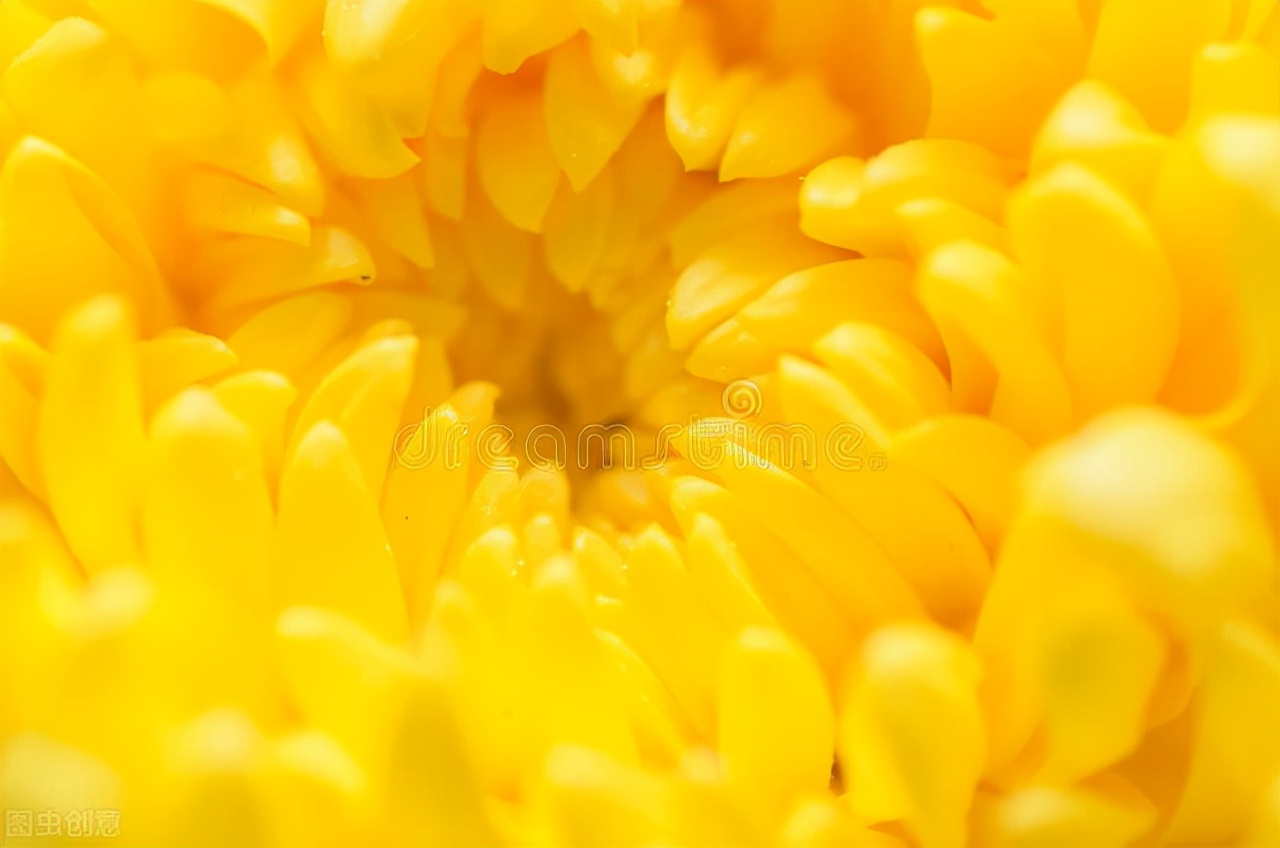 描写菊花的古诗有哪些（十首描写菊花的诗词）