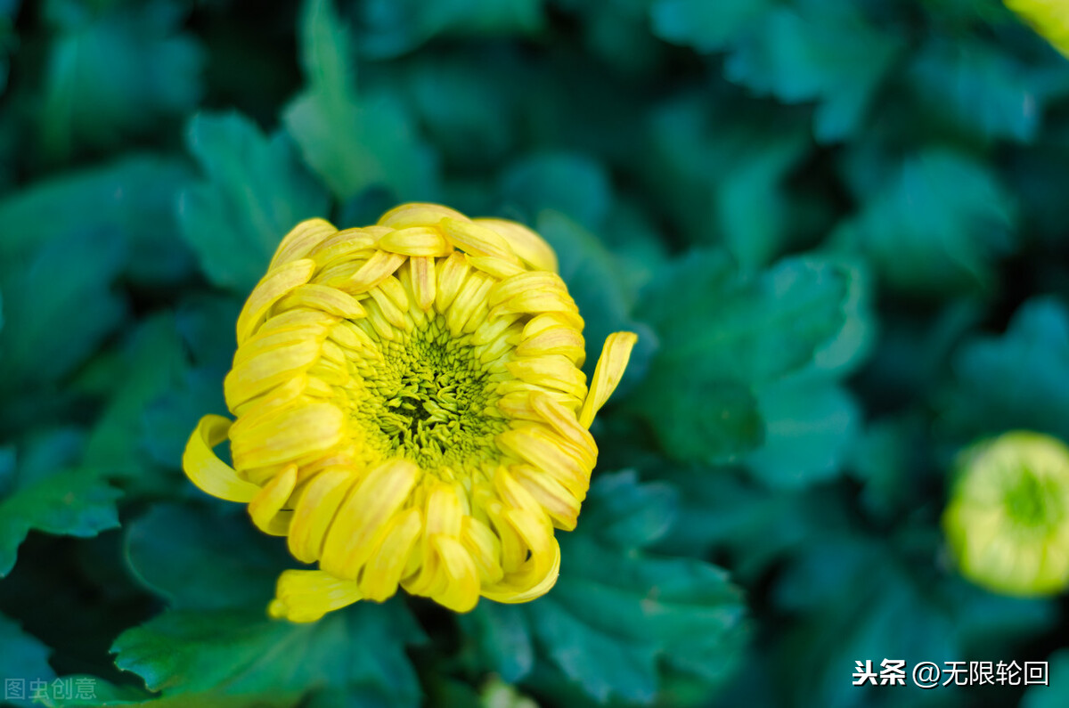 描写菊花的诗词有哪些（赞美菊花的10首优美古诗）