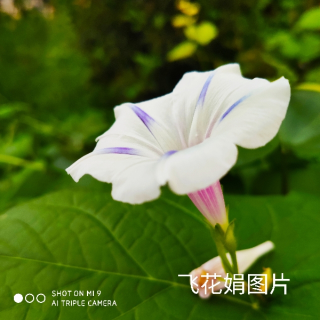 描写牵牛花的诗句有哪些（赞美喇叭花的3首古诗）