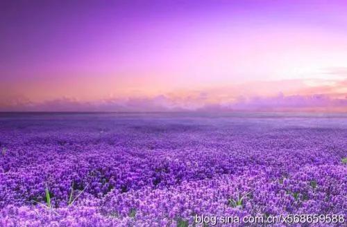 关于鲜花花语经典句子（15种常见花的花语）