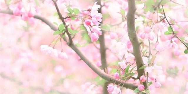 蝴蝶的诗句有哪些（关于蝴蝶的唯美短句）