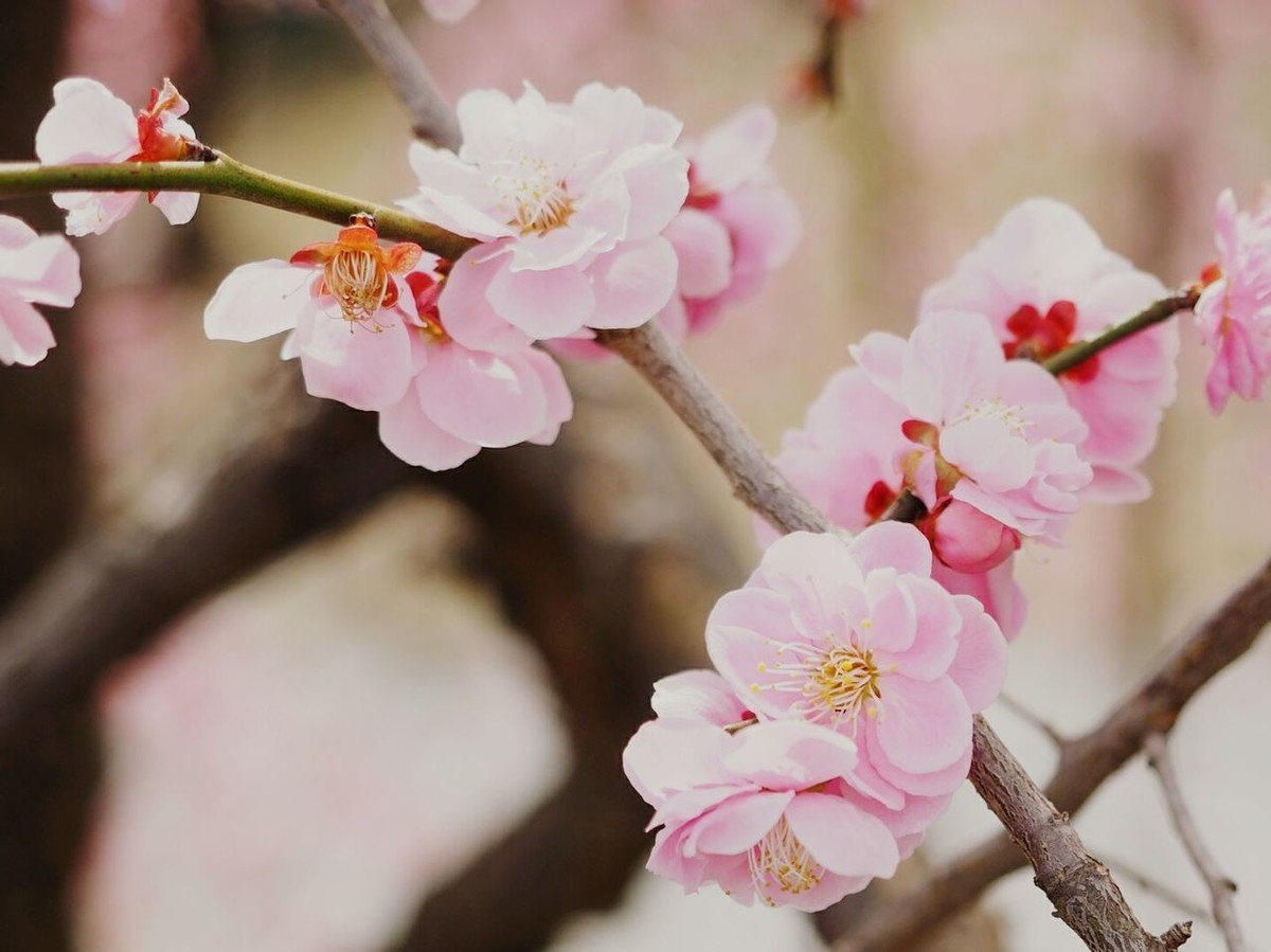 形容梅花的词语有哪些（盘点赞美梅花的成语）