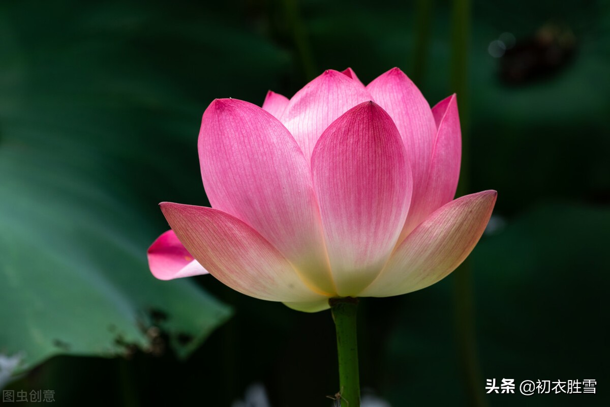 描写莲花的诗句（中国最美的荷花诗句）