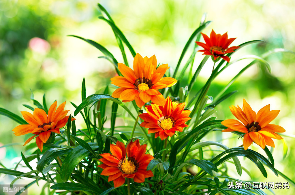 描写菊花古诗词100首（摘抄这30首赞美菊花的古诗）