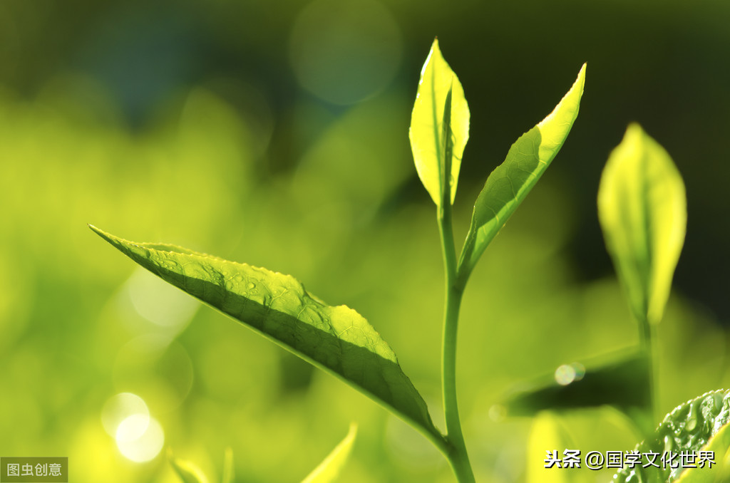 游子吟全诗八句（游子吟古诗全文）