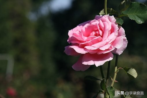 日久见人心感言（感慨人心多变的句子)