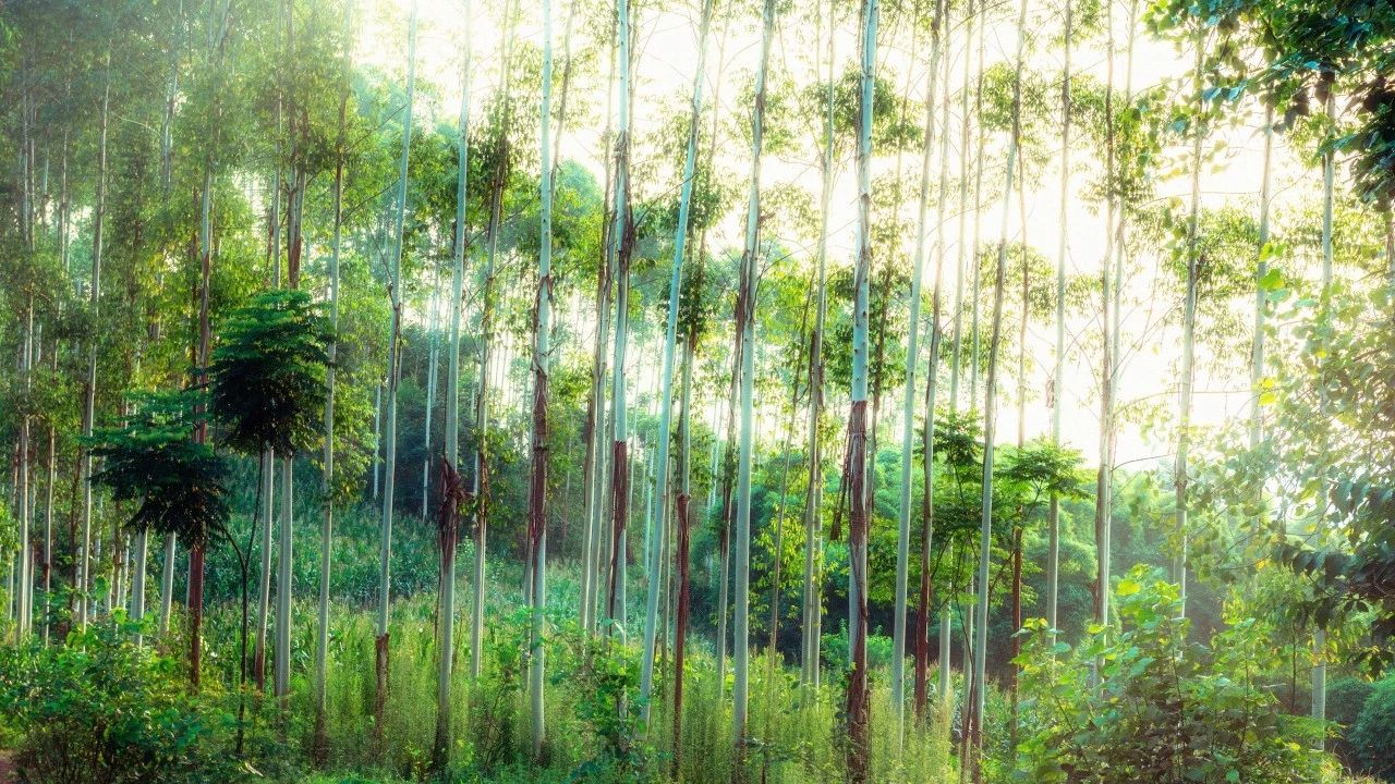 形容温柔的词汇（温柔的高级词汇 ）