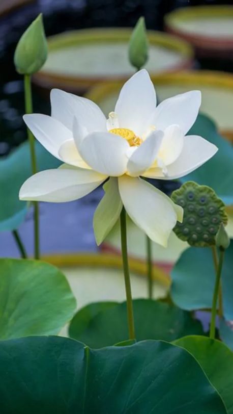 描写莲花的诗句古诗（形容莲花的高雅的诗句）