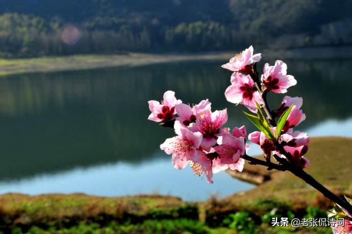 师说第一段主要写什么内容（韩愈师说原文及翻译）