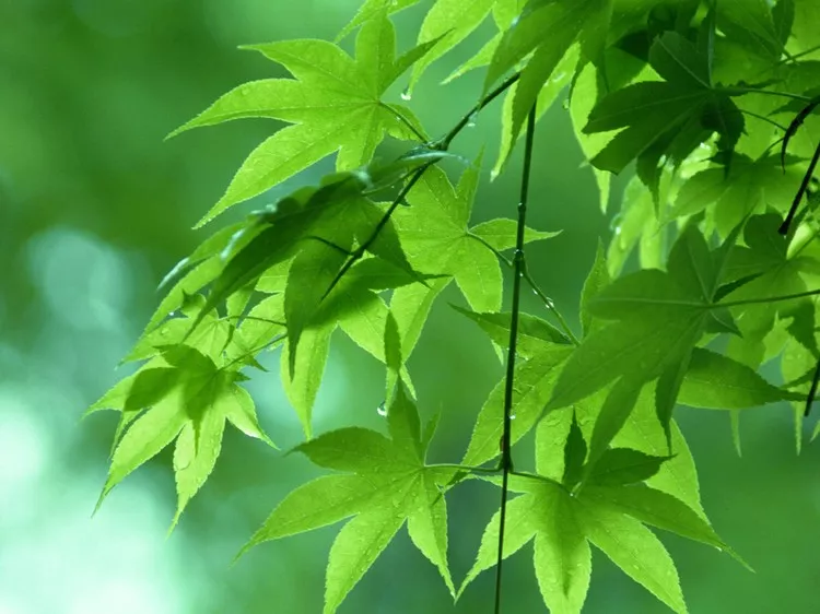 欧亨利最后一片叶子原文（欧亨利短篇小说摘抄）