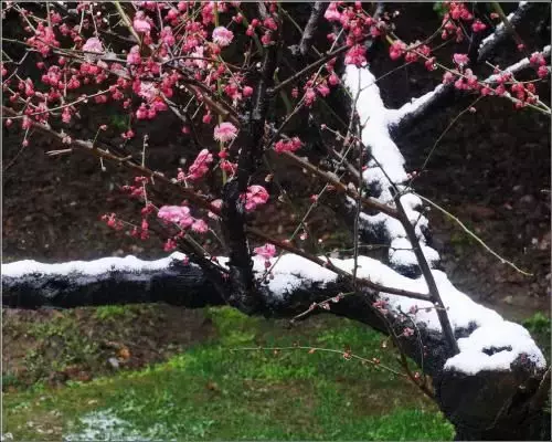 春节名诗七言绝句（新年古诗大全）