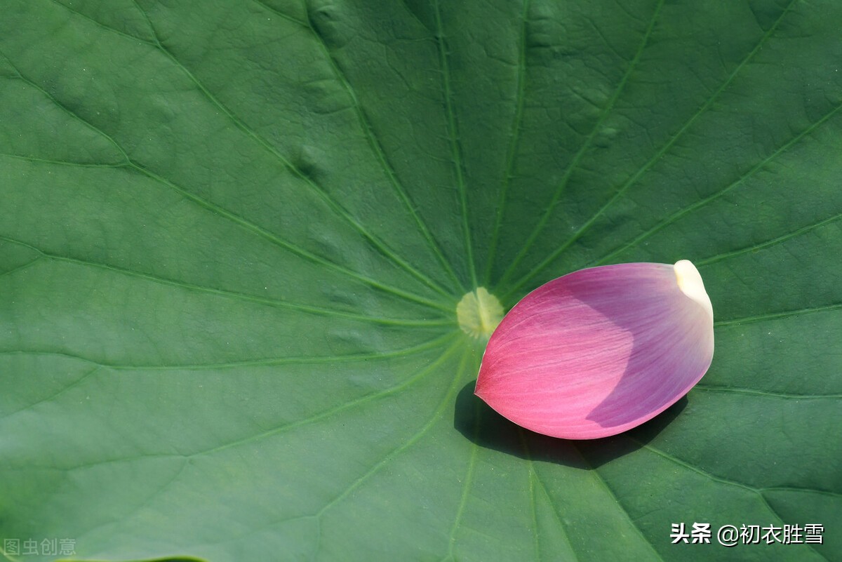 形容荷花的句子有哪些（一句赞美荷花的话）