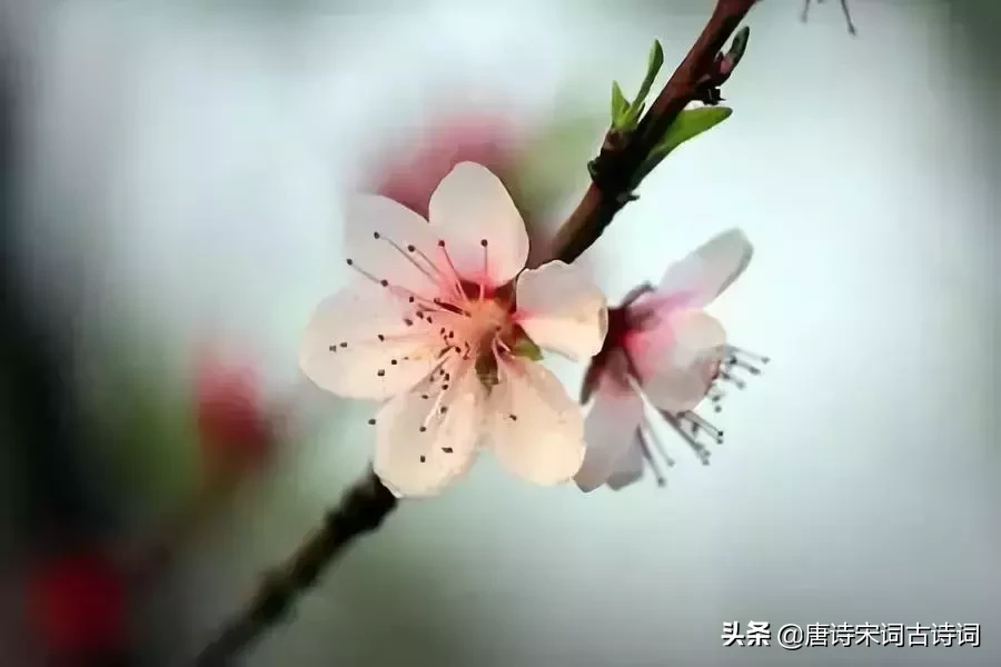 关于四月的诗词名句（最美人间四月天）