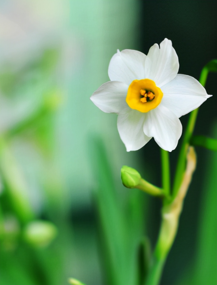 水仙花的诗句古诗（水仙花的唯美语录）