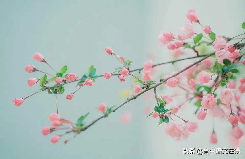 赞美妇女的诗句和名言（赞美女人的诗词句）