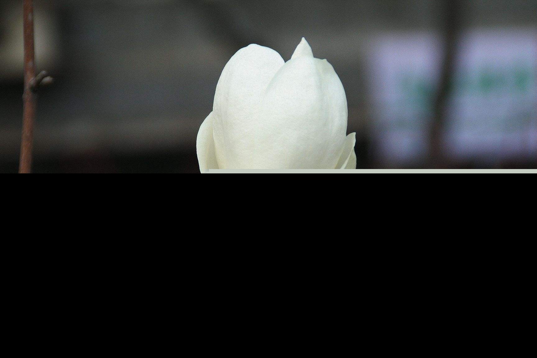 玉兰花诗句经典句子（玉兰花诗句大全）