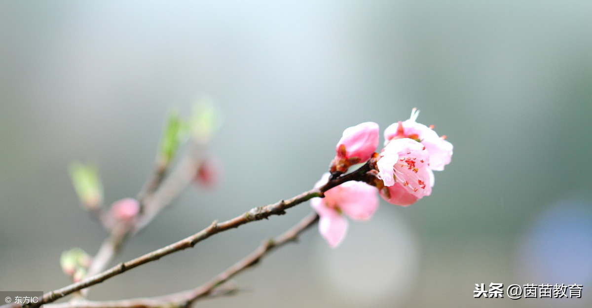 三年级下册古诗有哪些诗（三年级古诗大全）