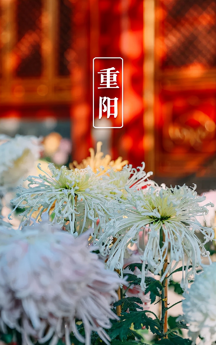 重阳节诗句古诗大全（节日古诗词的100首）