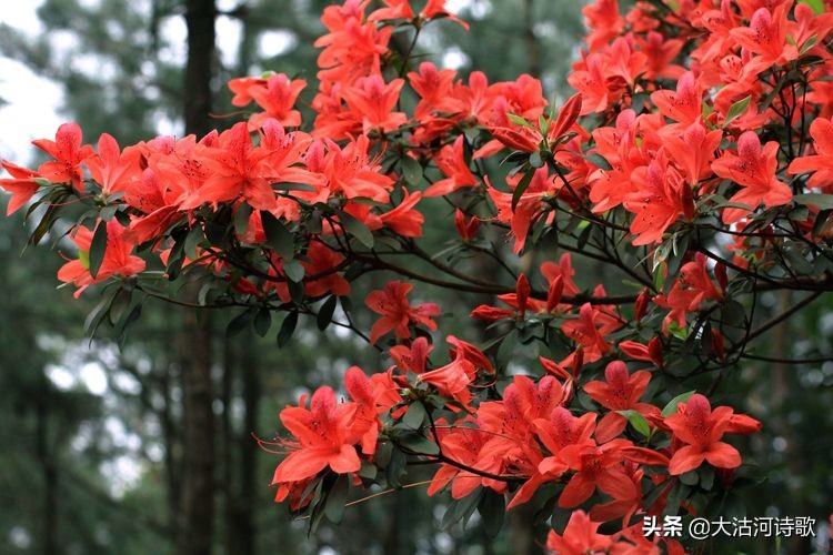 缅怀先烈诗词有哪些（表达对烈士的敬意的诗句）