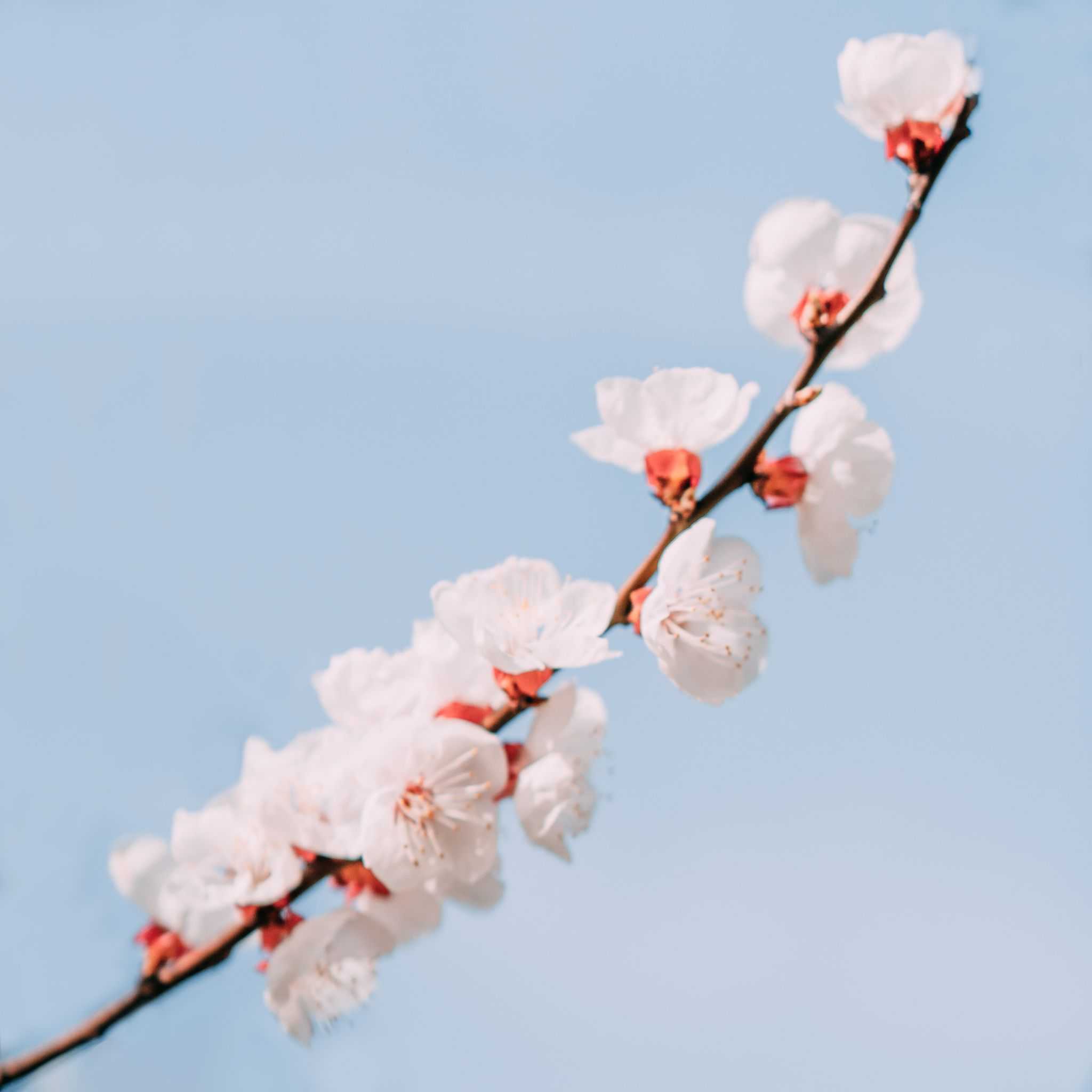 描写春天的阳光的句子（春暖花开的心情说说）