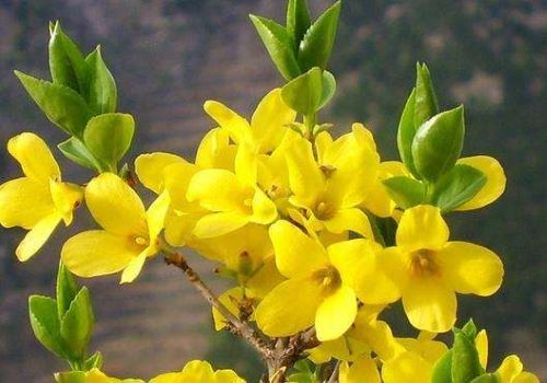 迎春花的诗句古诗（歌颂迎春花的古诗词）