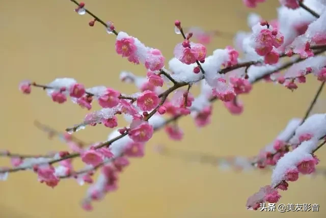 咏梅的诗句古诗大全（最经典的梅花诗）