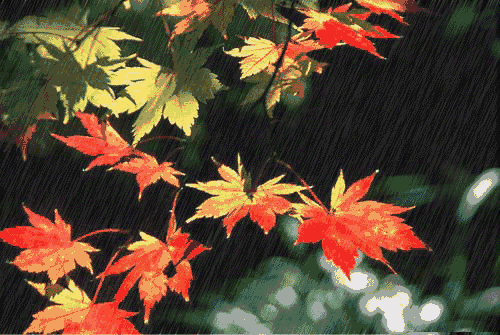 关于雨的诗句古诗大全（描写雨景的12首唯美意境诗）