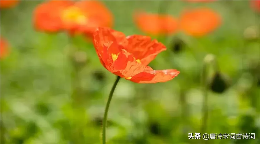 虞美人古诗原文及翻译（虞美人原文翻译及赏析）