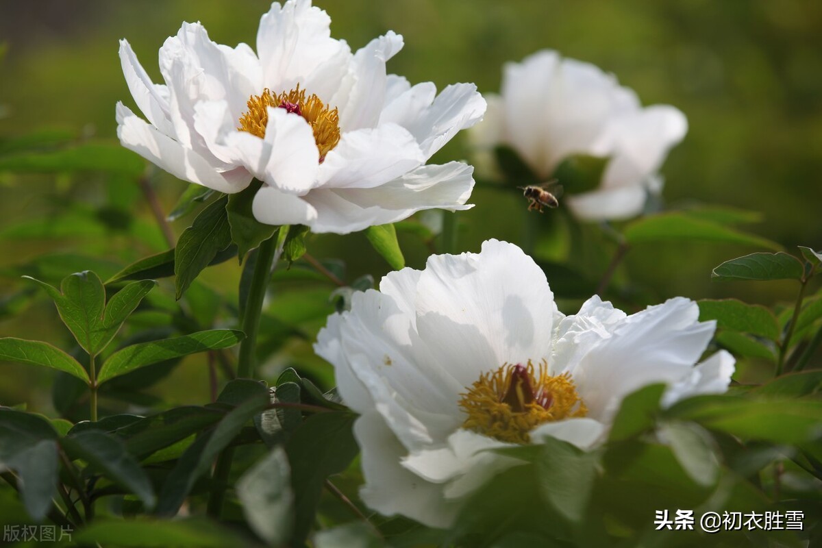赞美牡丹的短句（古人咏牡丹诗词7首）